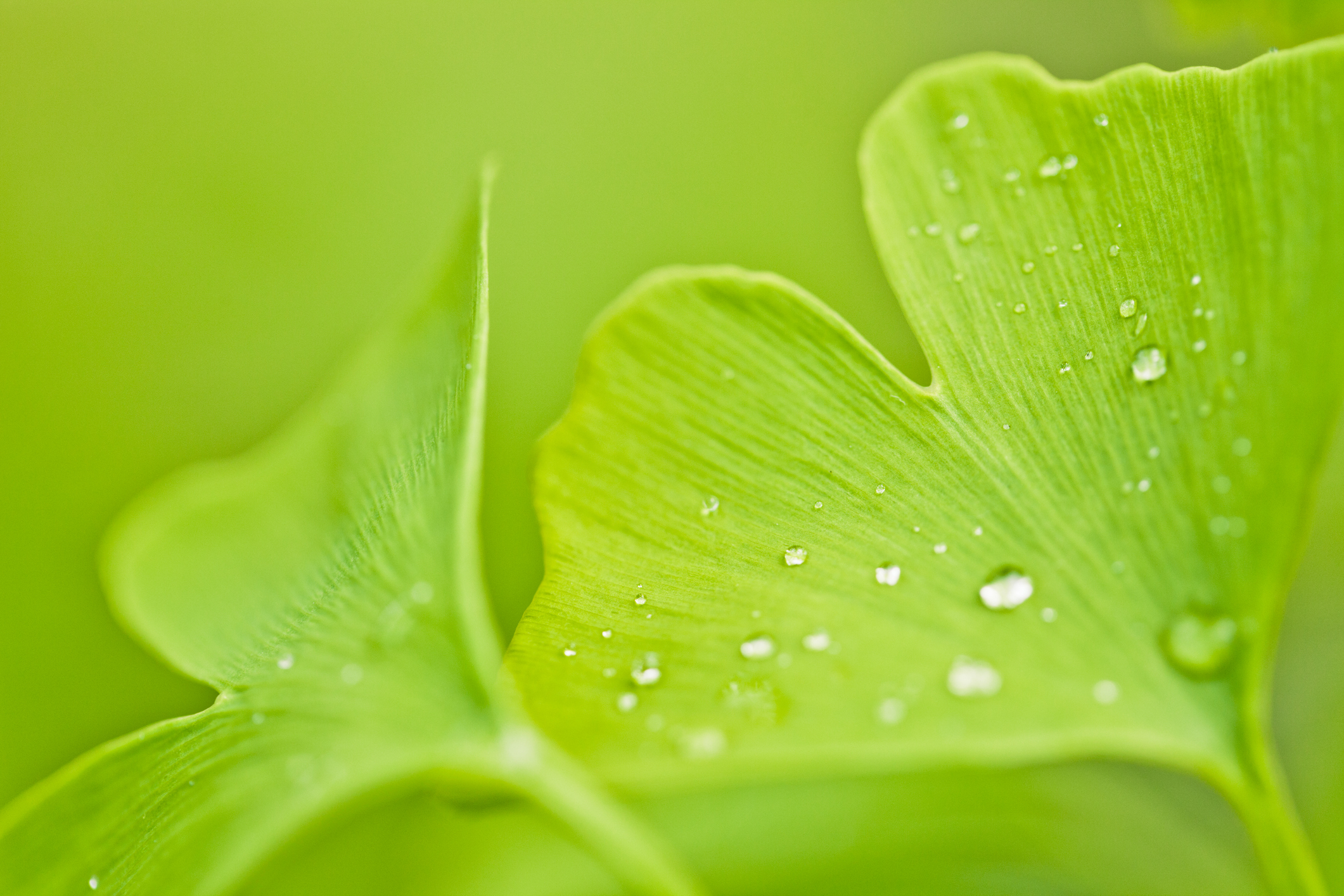 Ginkgo biloba