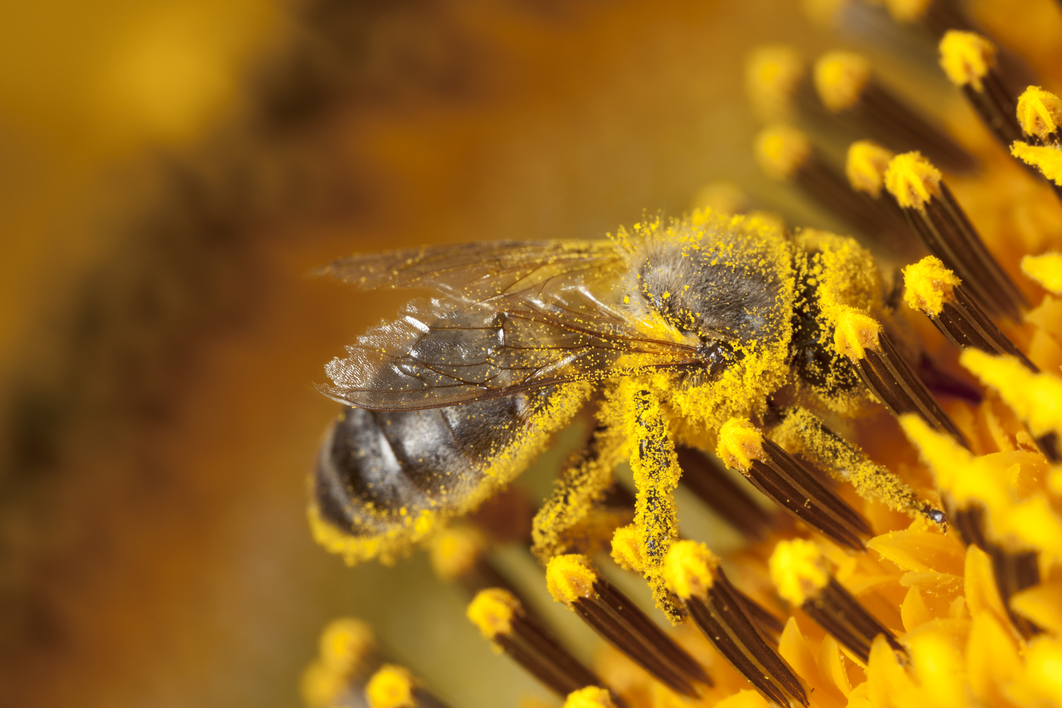 pollen