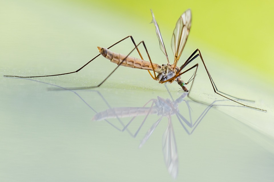 soulager les piqûres de moustique