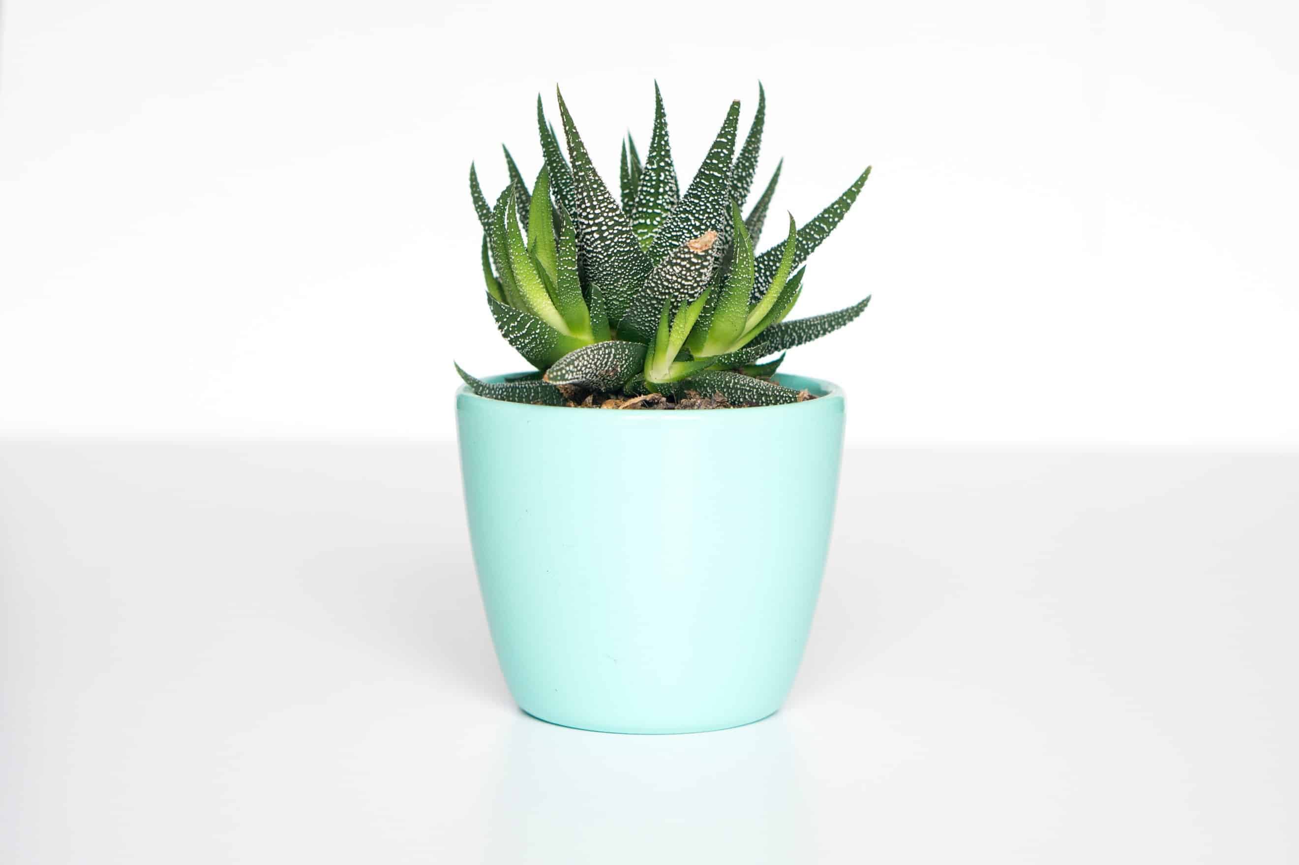 aloe vera